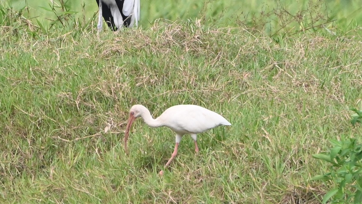 ibis bílý - ML646416725