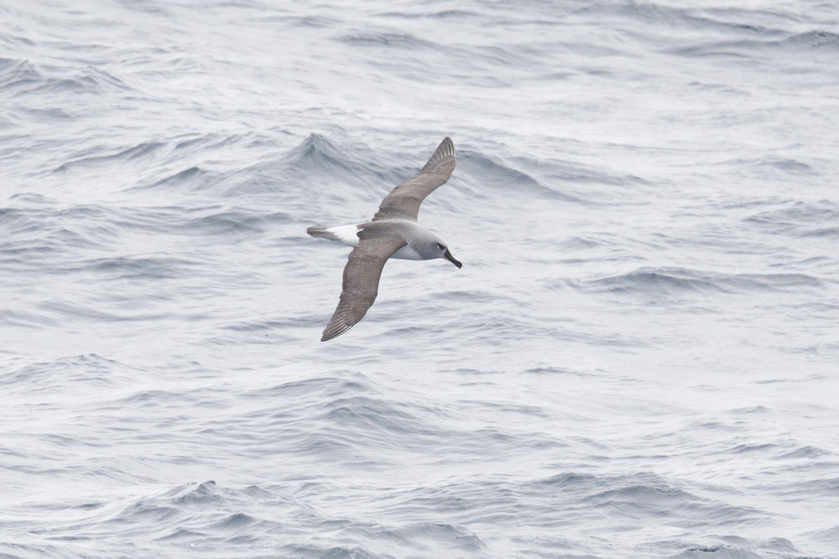 Gray-headed Albatross - ML646416726