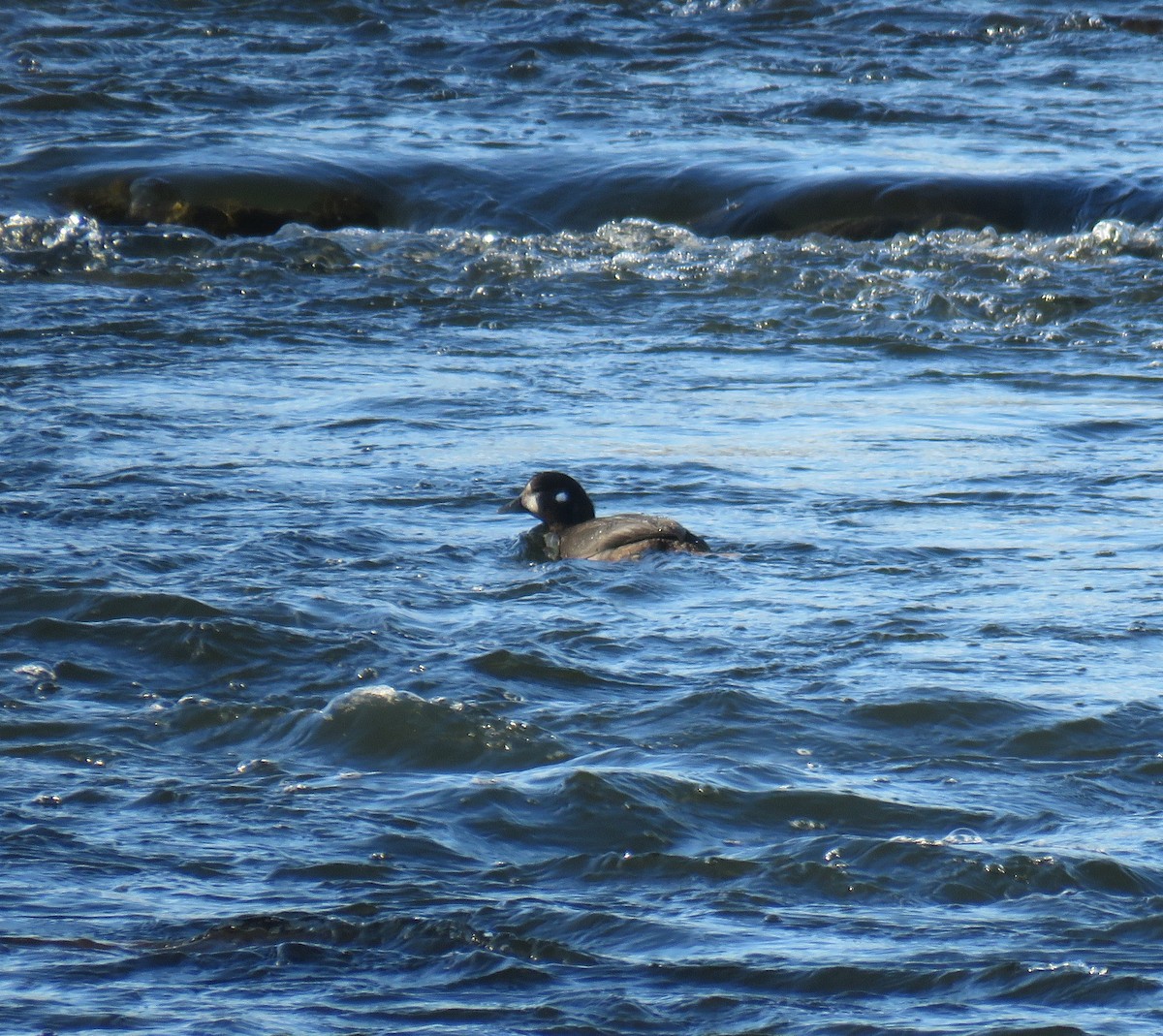 Palyaço Ördeği - ML646416730