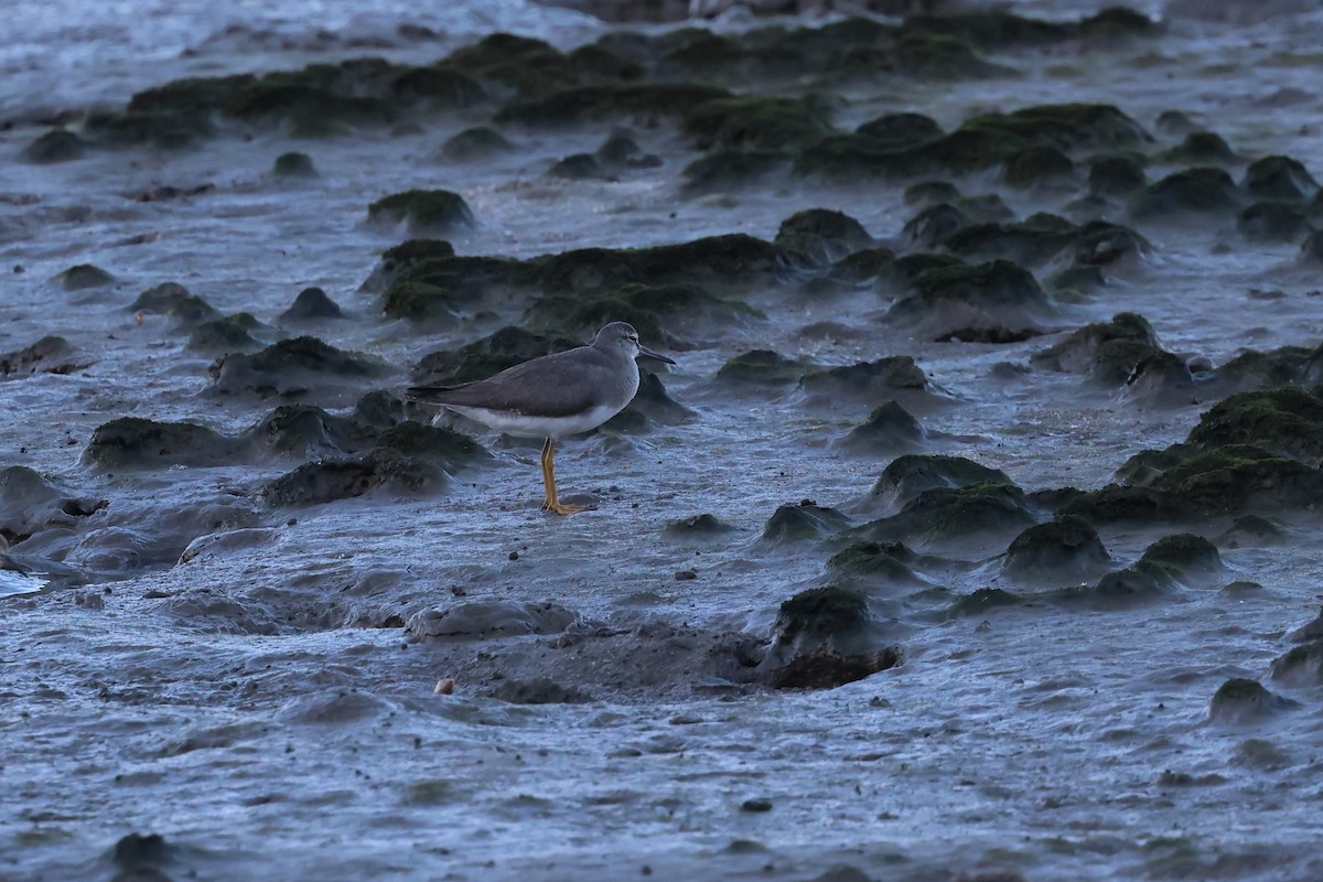 Gray-tailed Tattler - ML646416731