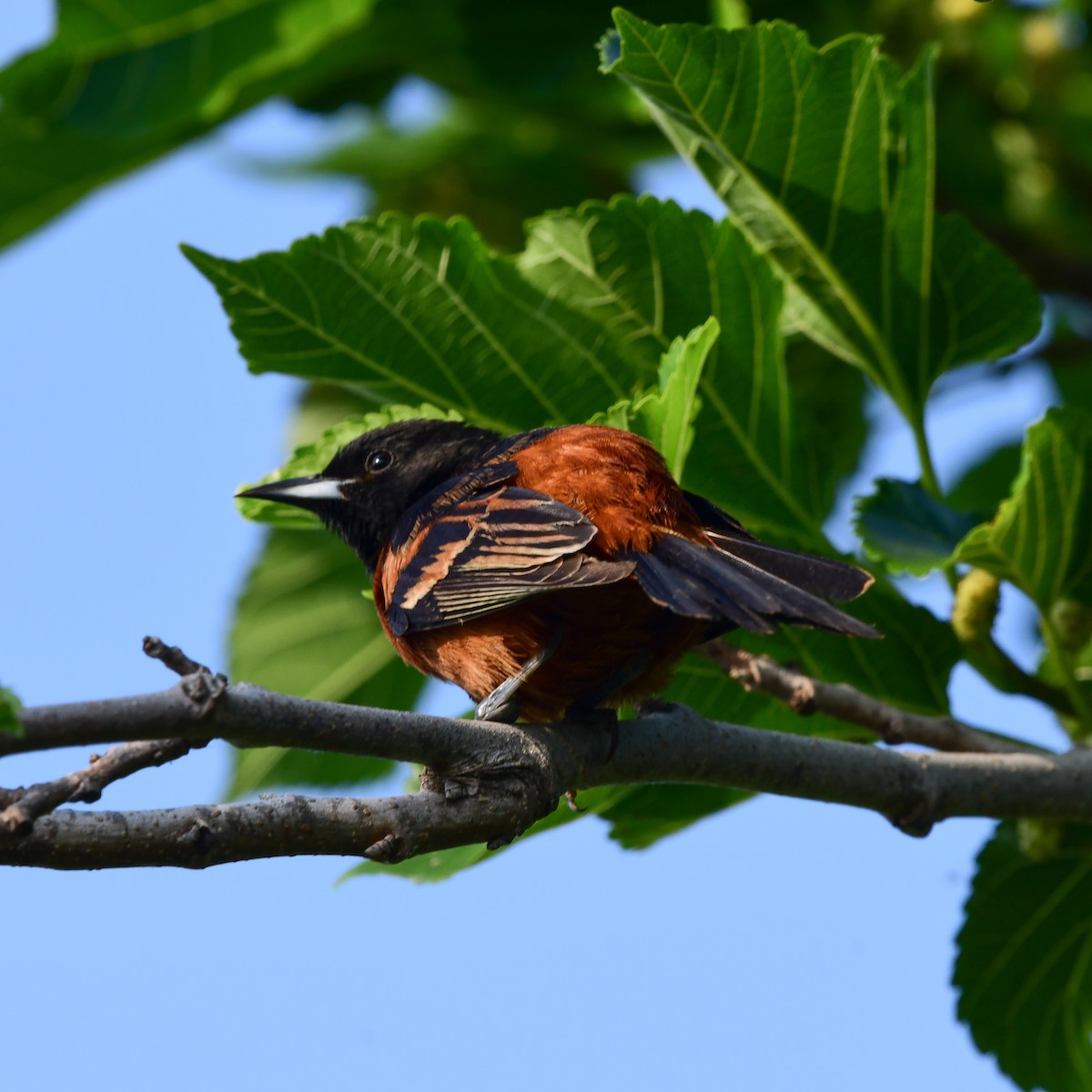Orchard Oriole - ML646416732