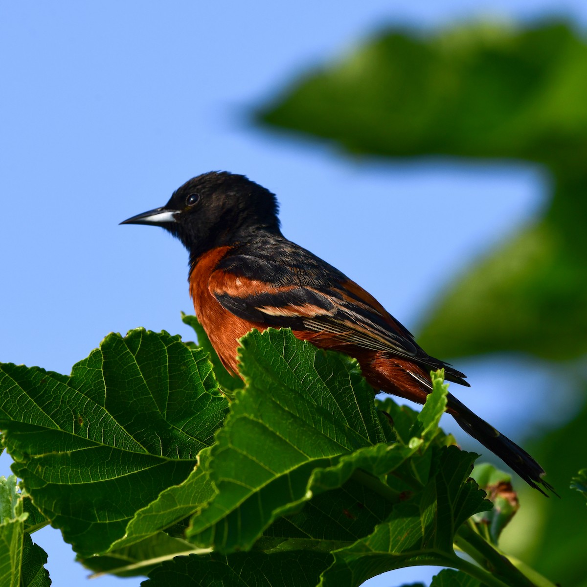 Orchard Oriole - ML646416733