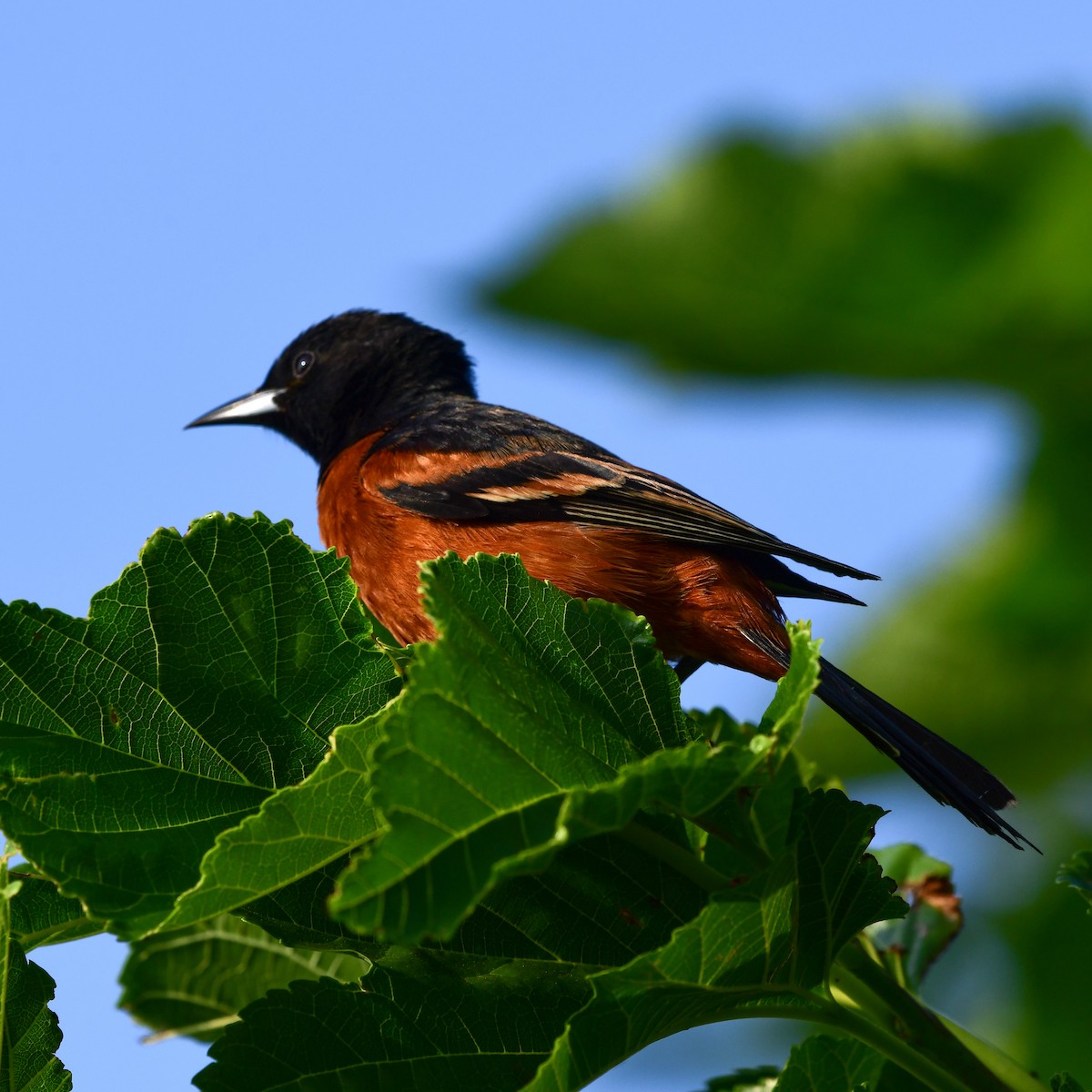 Orchard Oriole - ML646416734