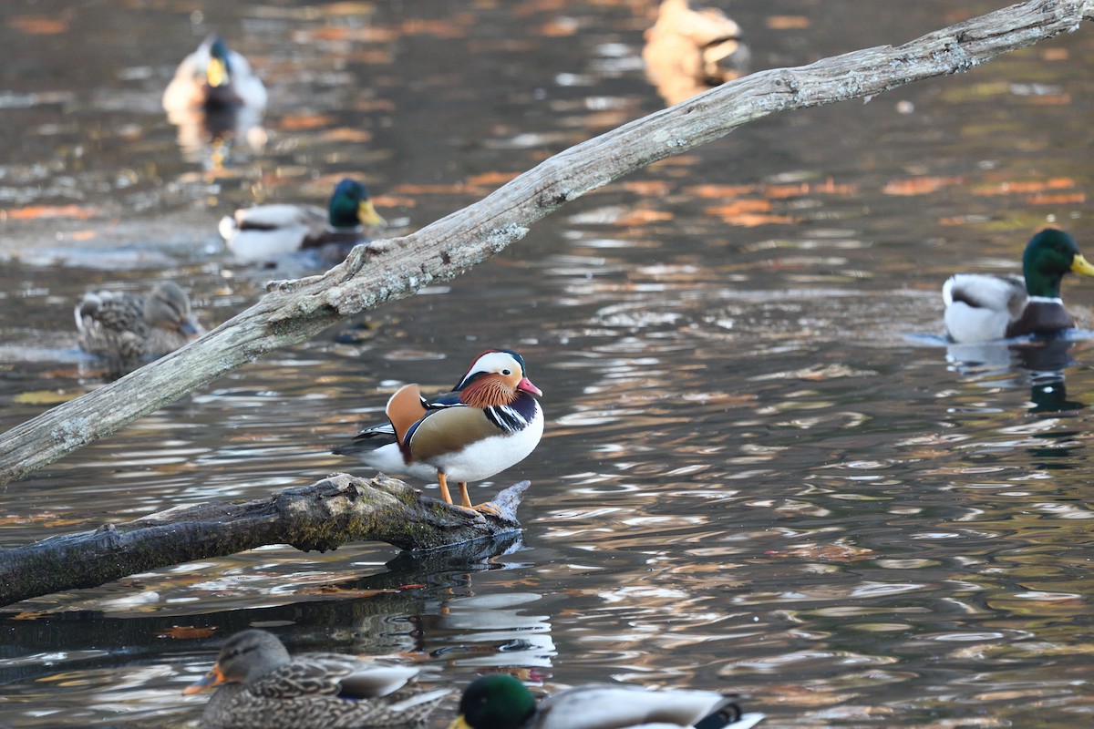 Mandarin Duck - ML646416745