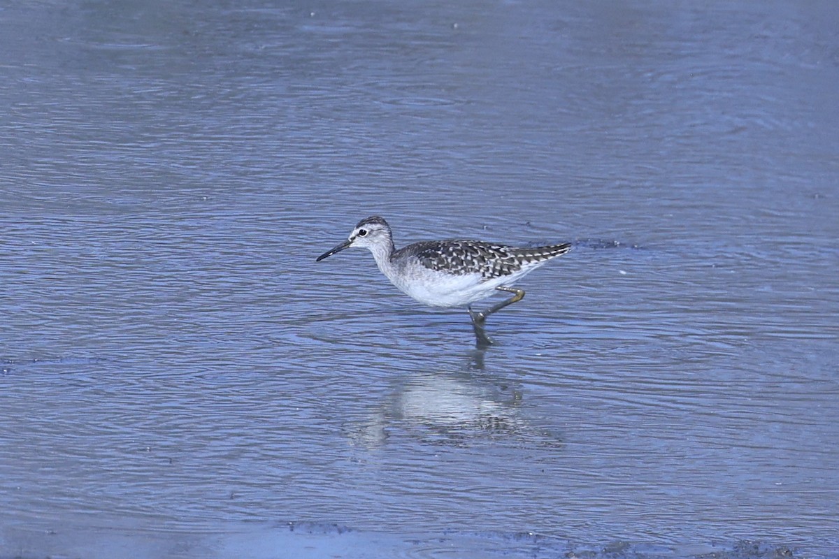 vodouš bahenní - ML646416746