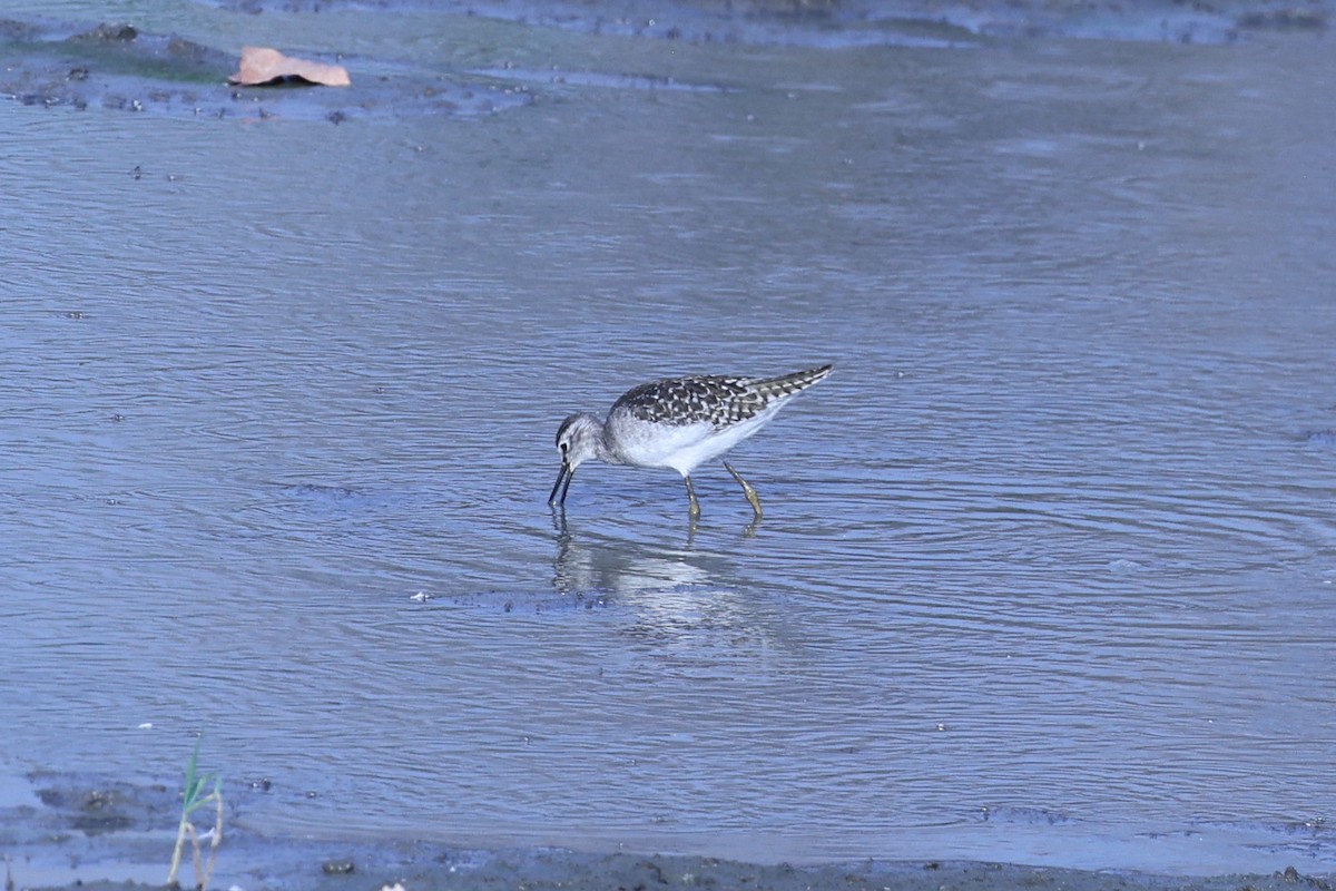 vodouš bahenní - ML646416747