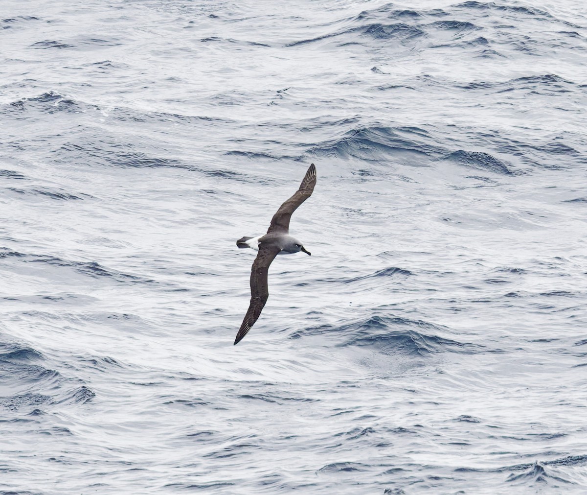 Gray-headed Albatross - ML646416750