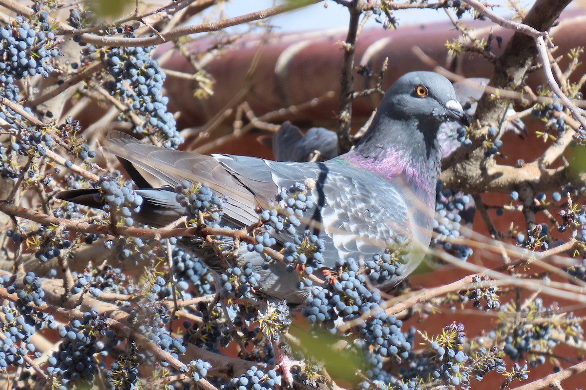 Rock Pigeon (Feral Pigeon) - ML646416751