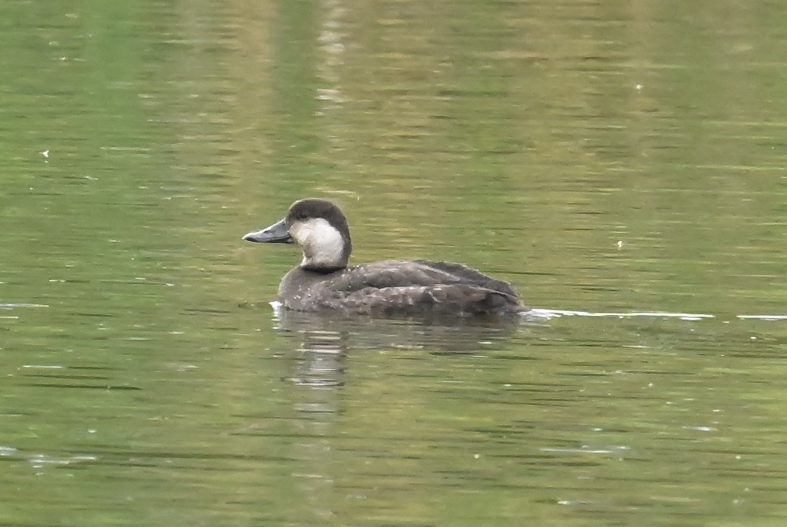 Black Scoter - ML646416754