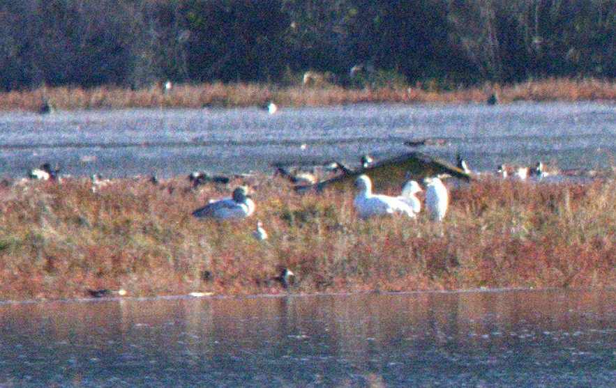 Snow Goose - ML646416756