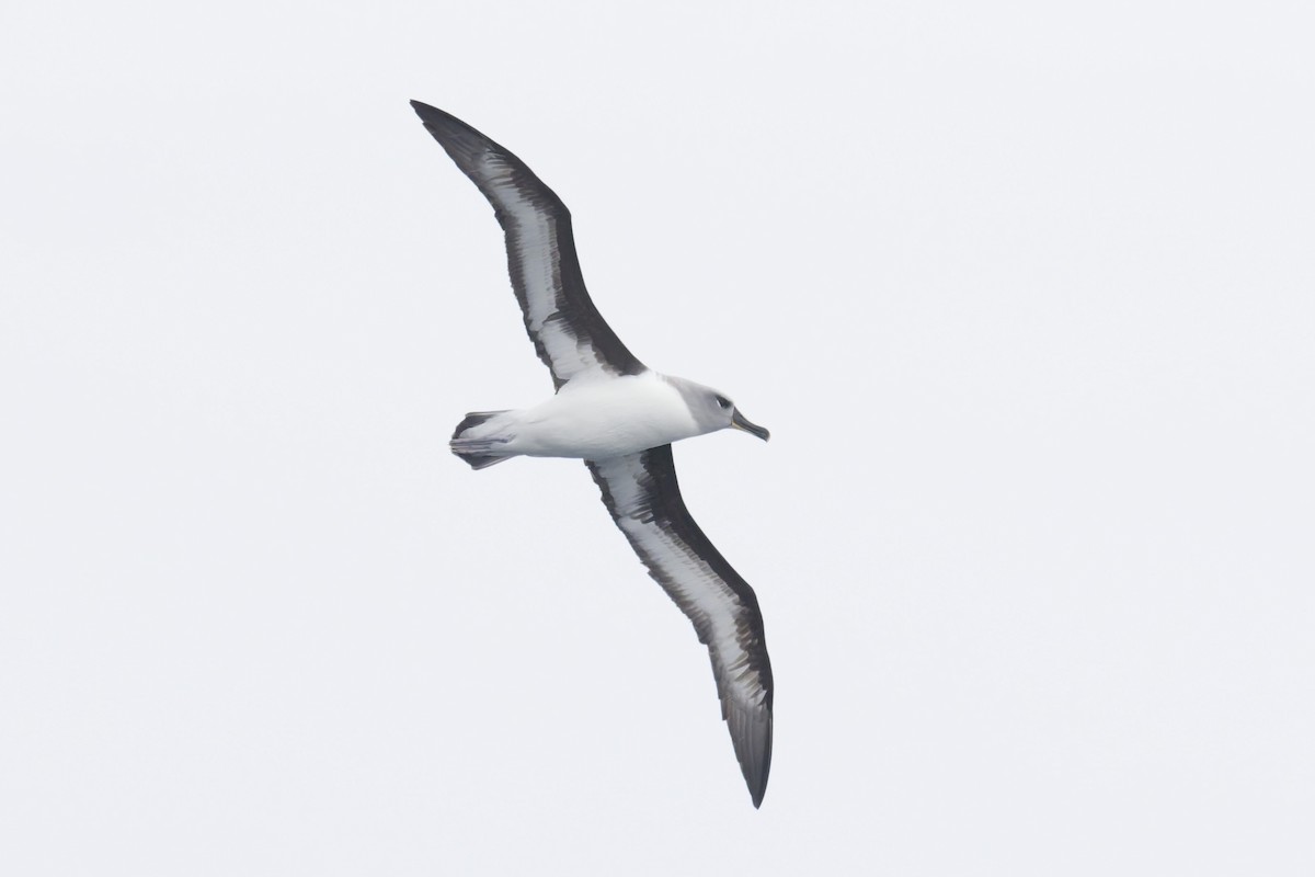 Gray-headed Albatross - ML646416757