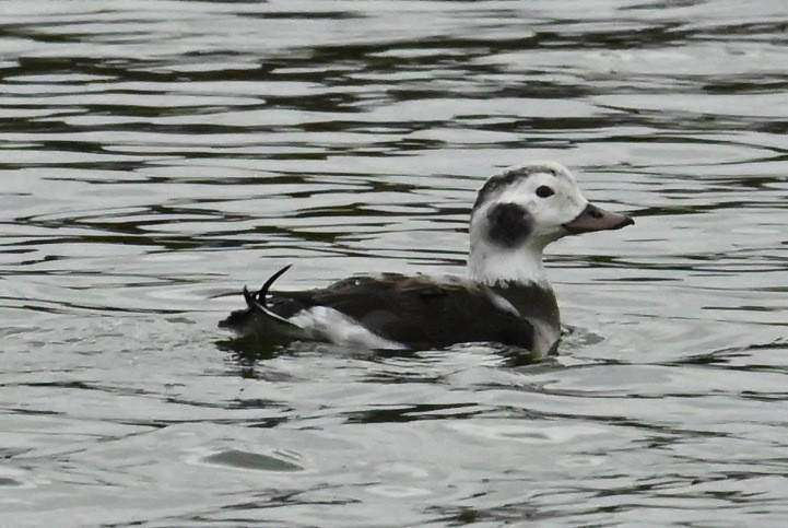 Long-tailed Duck - ML646416758