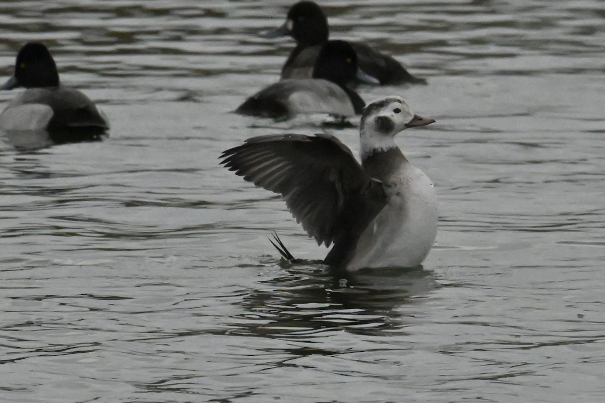 Long-tailed Duck - ML646416762