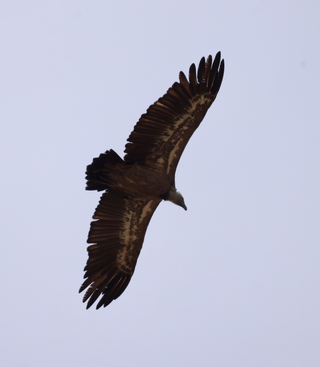Eurasian Griffon - ML646416764