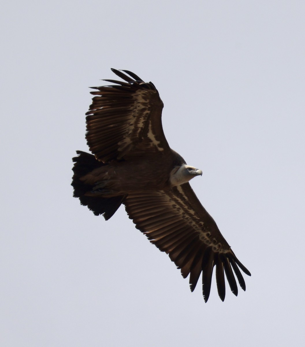 Eurasian Griffon - ML646416765