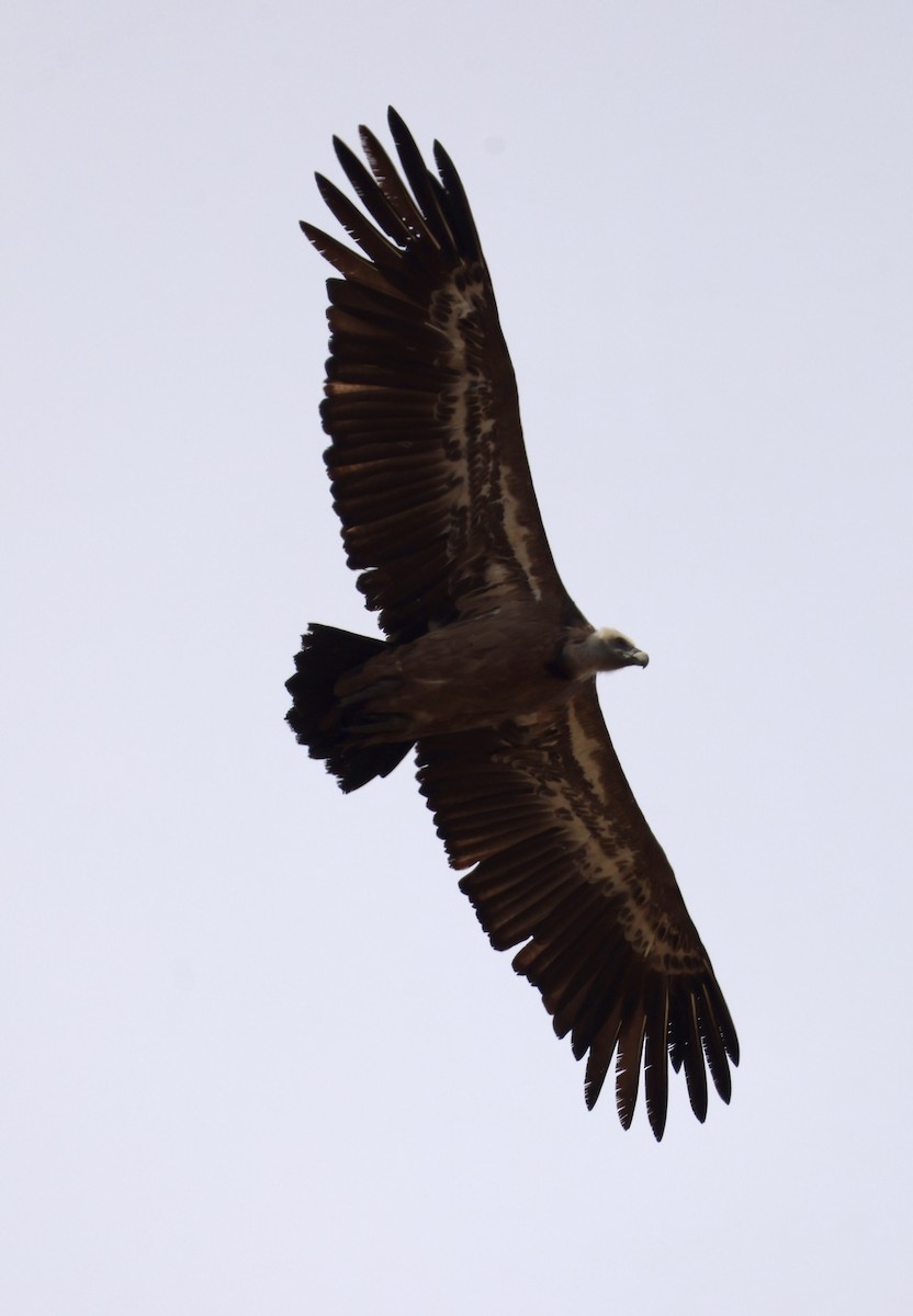 Eurasian Griffon - ML646416768