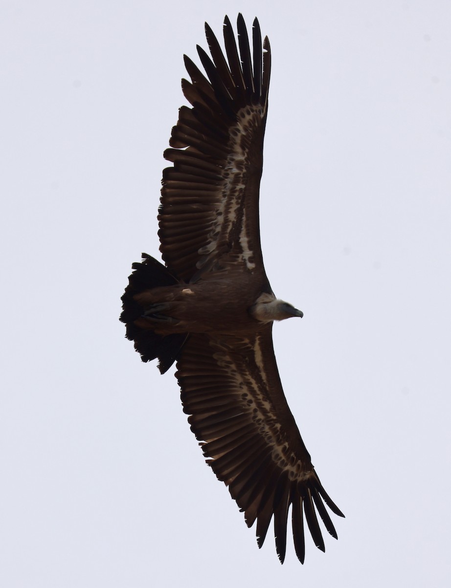 Eurasian Griffon - ML646416769