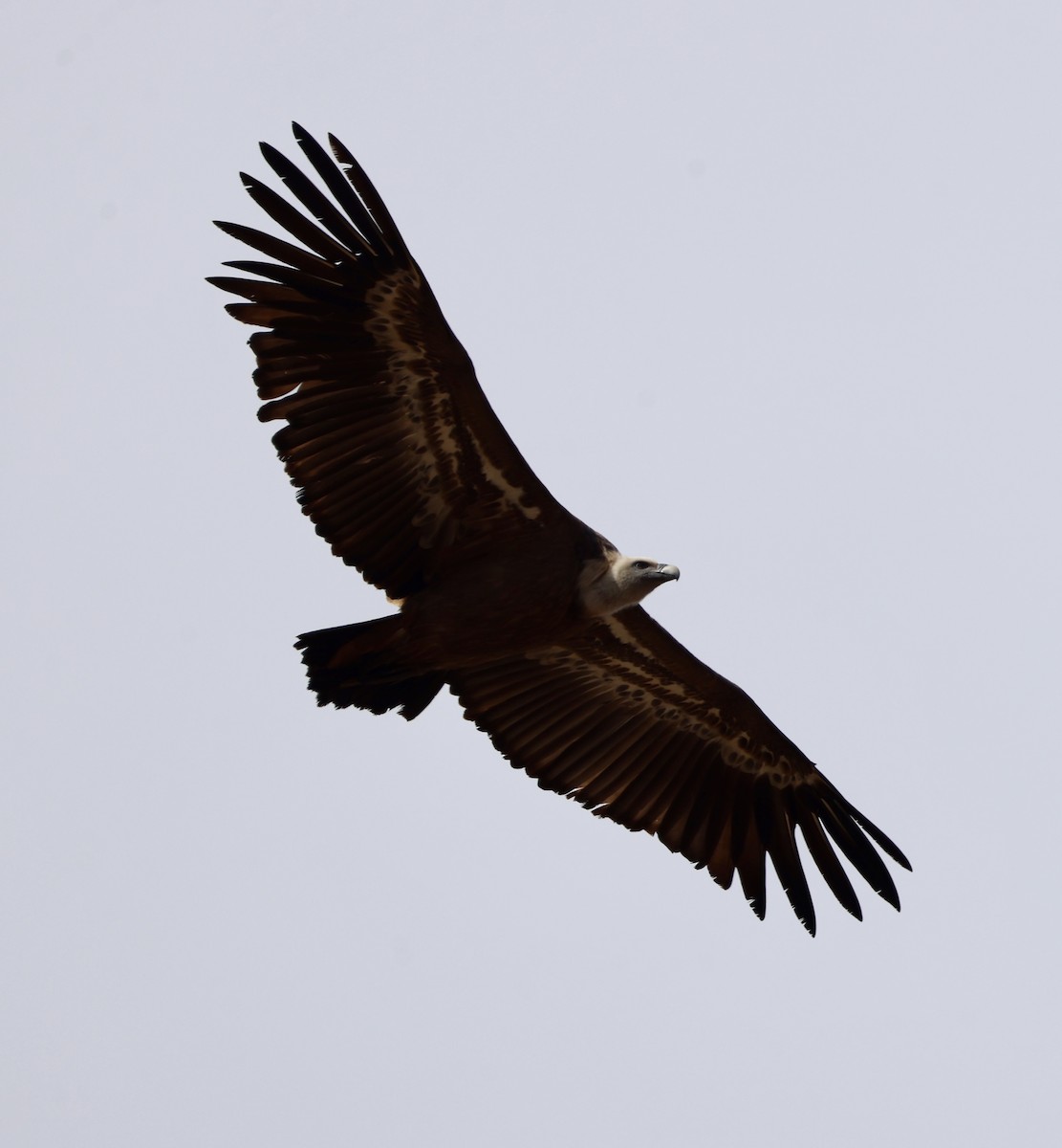 Eurasian Griffon - ML646416770