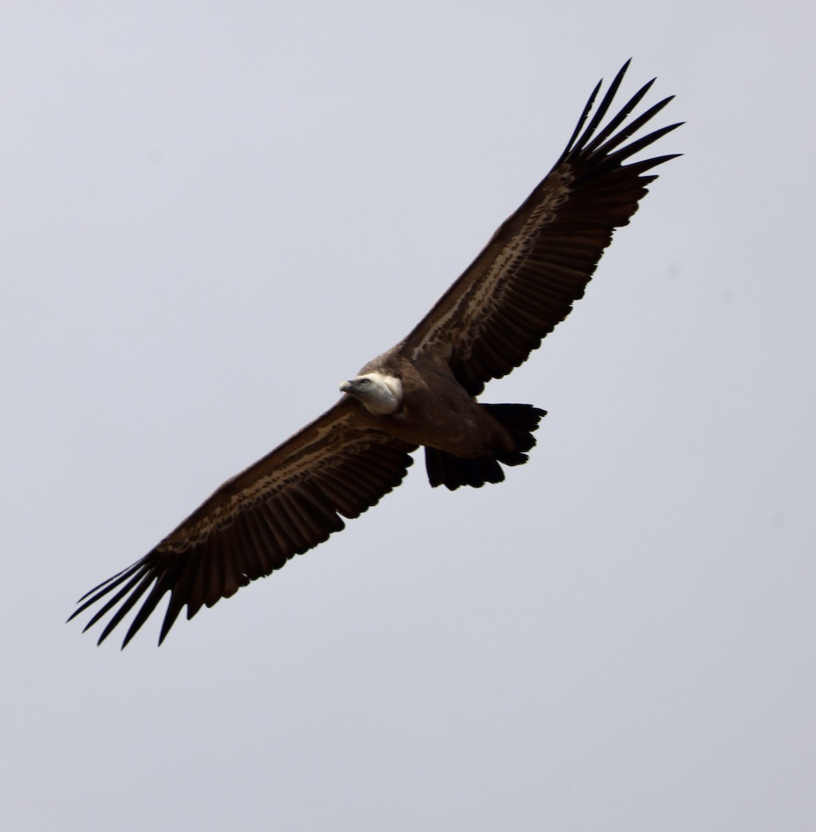 Eurasian Griffon - ML646416772