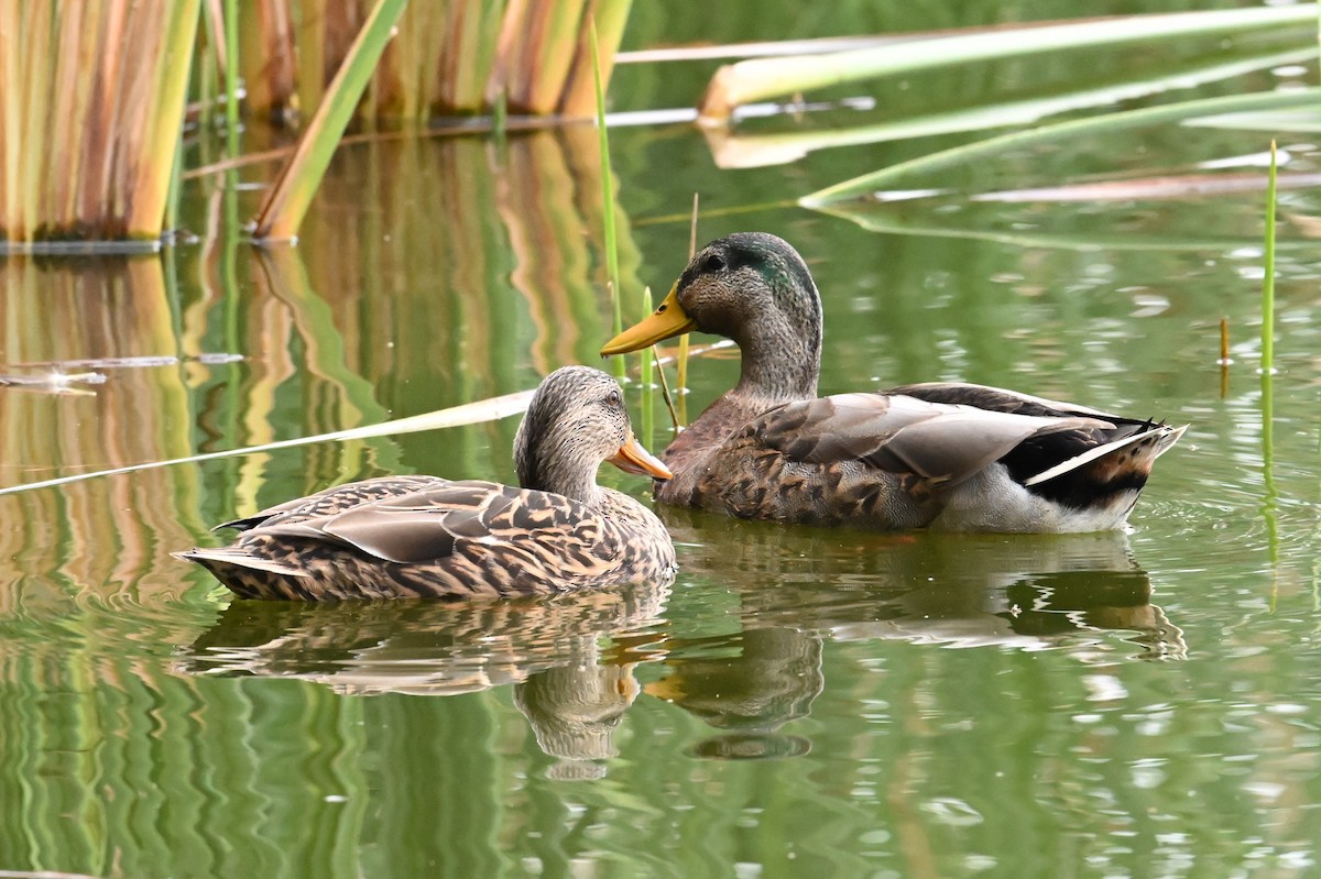 Germano reale - ML646416773