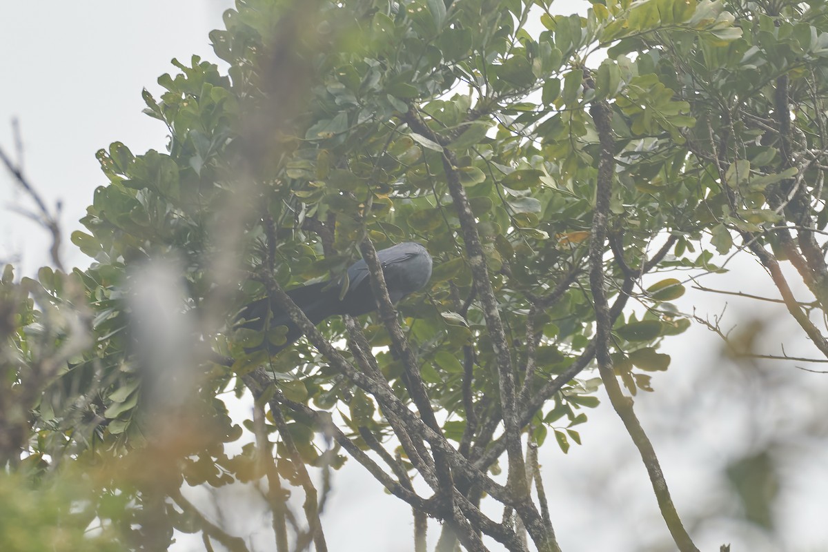 アオジカッコウ - ML646416774