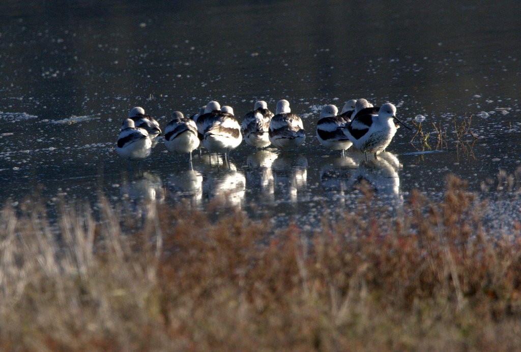 American Avocet - ML646416775