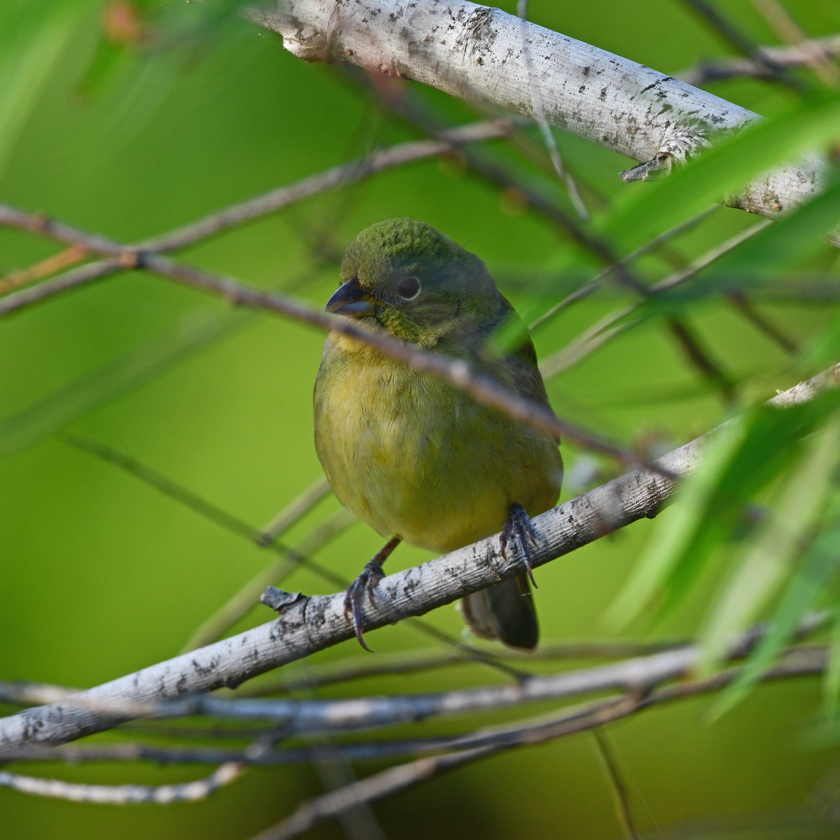 Painted Bunting - ML646416777