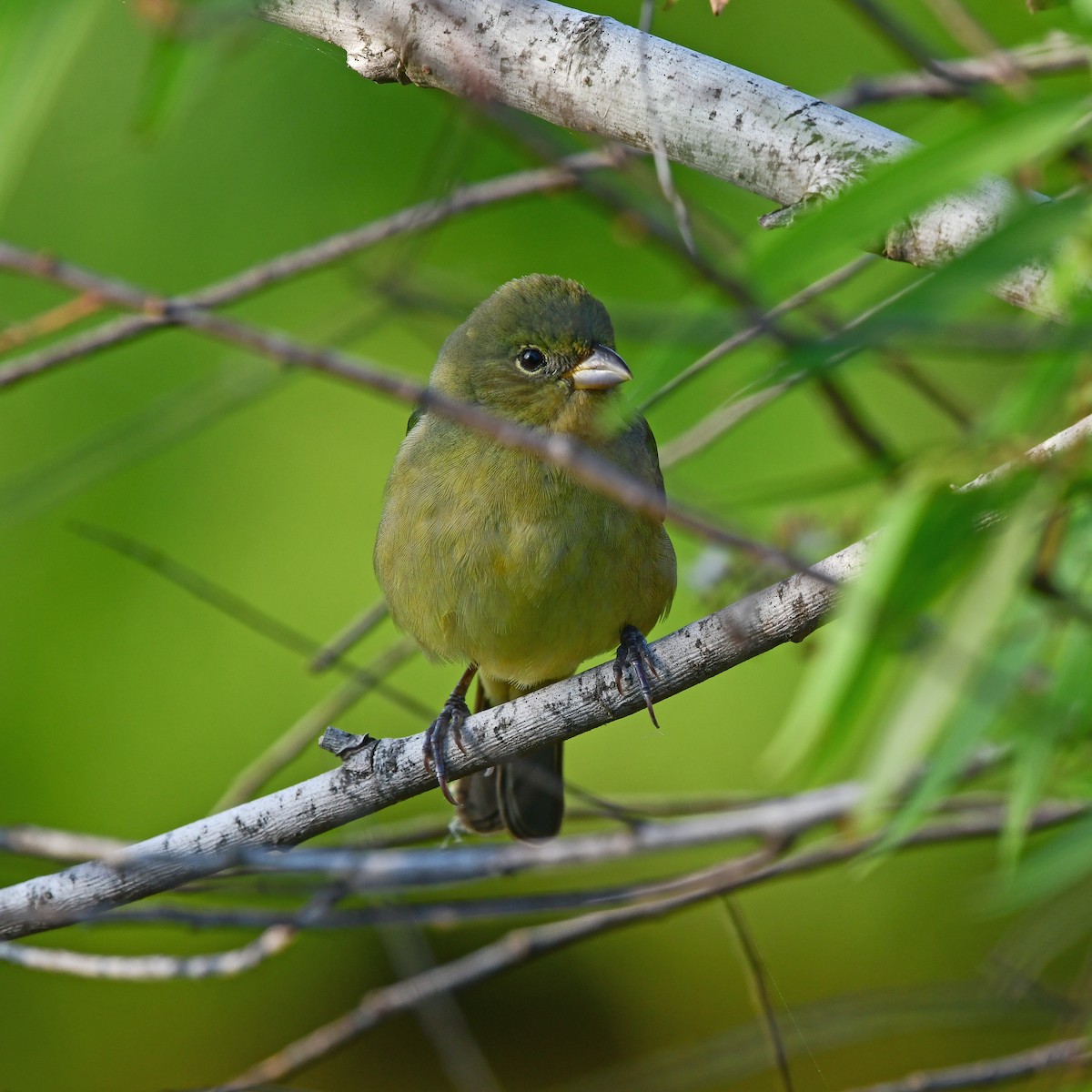 Painted Bunting - ML646416778