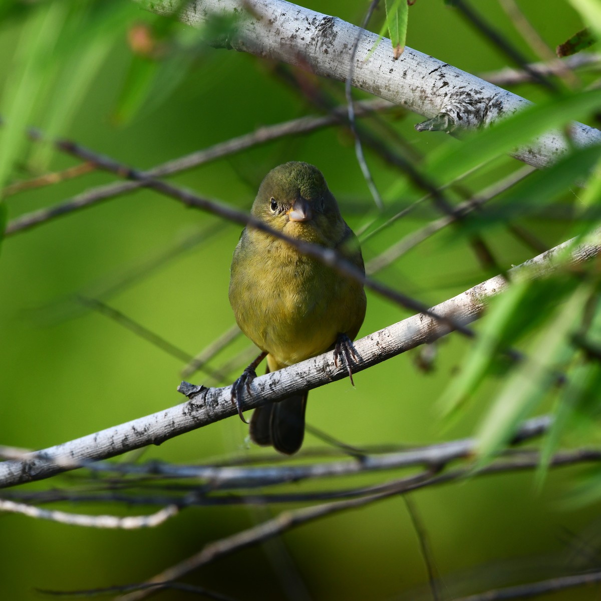 Painted Bunting - ML646416779