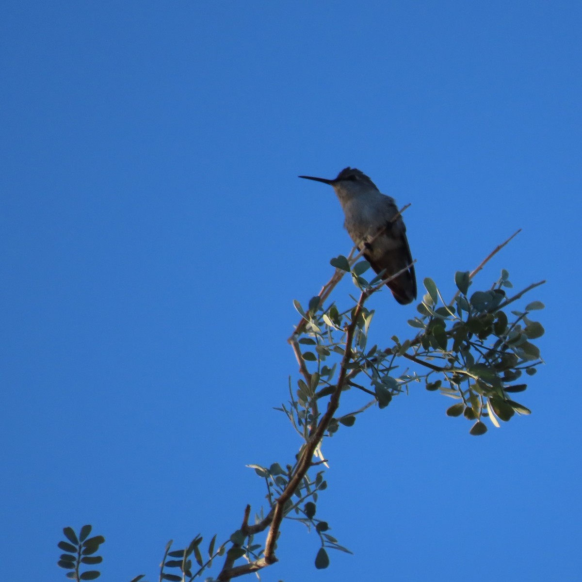 Costa's Hummingbird - ML646416780