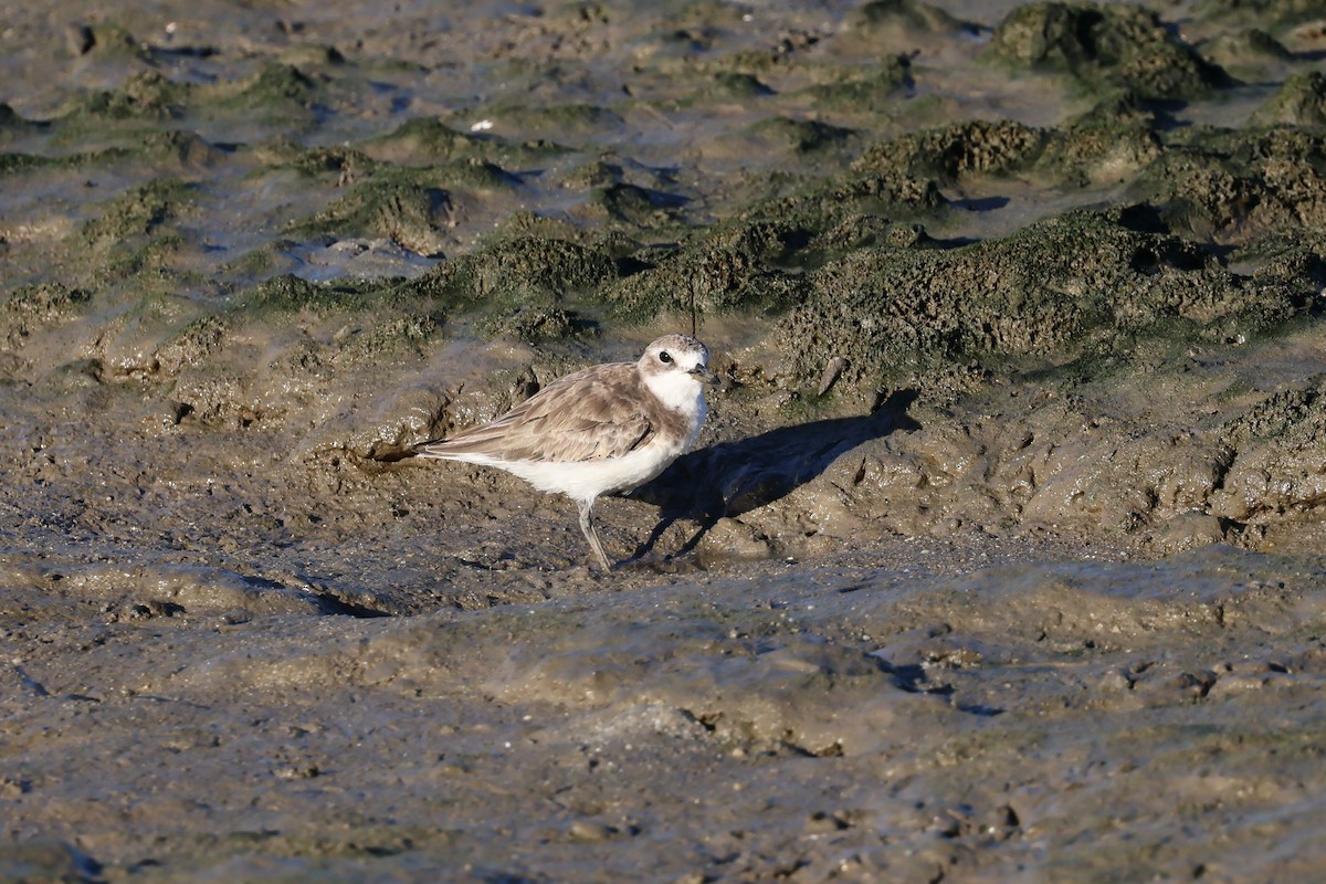 Greater Sand-Plover - ML646416783