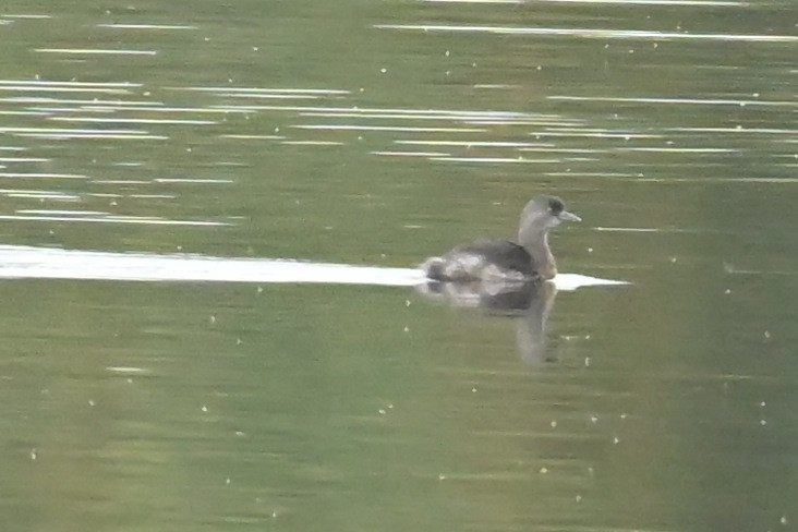 Least Grebe - ML646416784