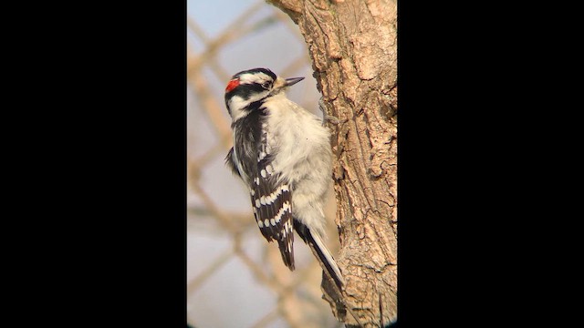 Downy Woodpecker (Eastern) - ML646416785