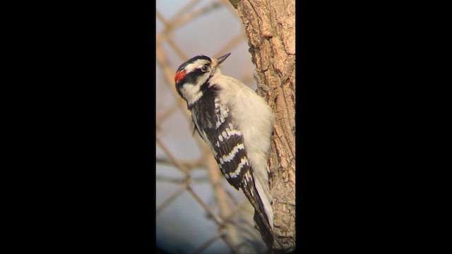 Downy Woodpecker (Eastern) - ML646416786