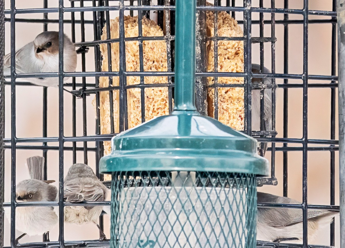 Buztanluze amerikarra - ML646416787