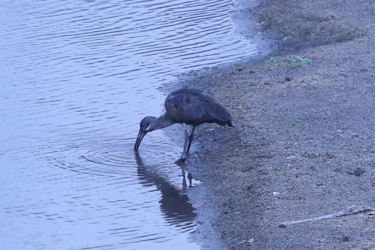 hadadaibis - ML646416788