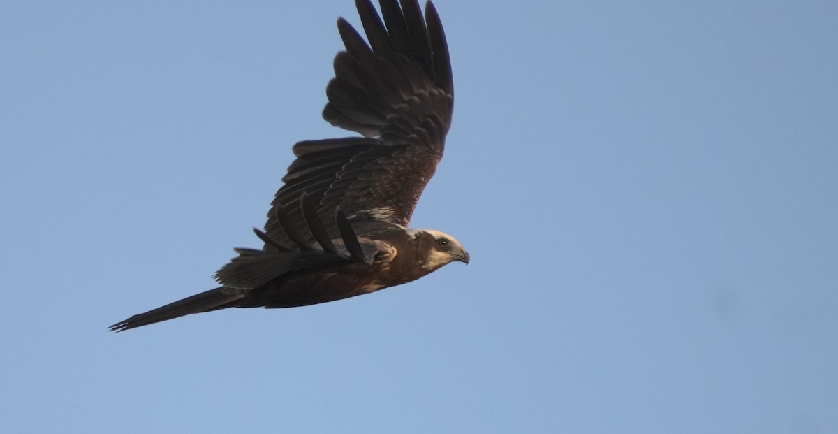 Western Marsh Harrier - ML646416792