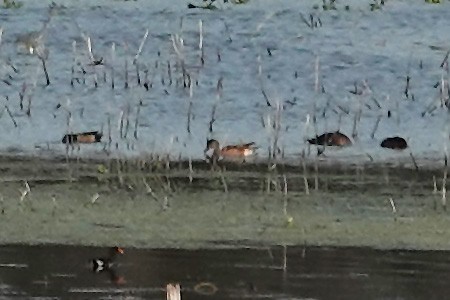 American Wigeon - ML646416793