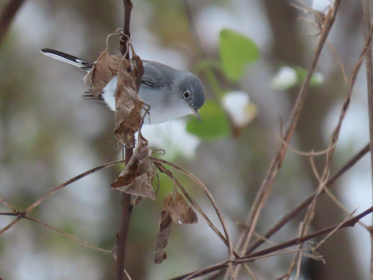 Комароловка сиза - ML646416795