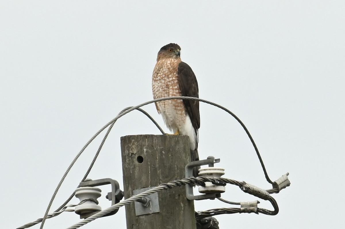 Cooper's Hawk - ML646416796