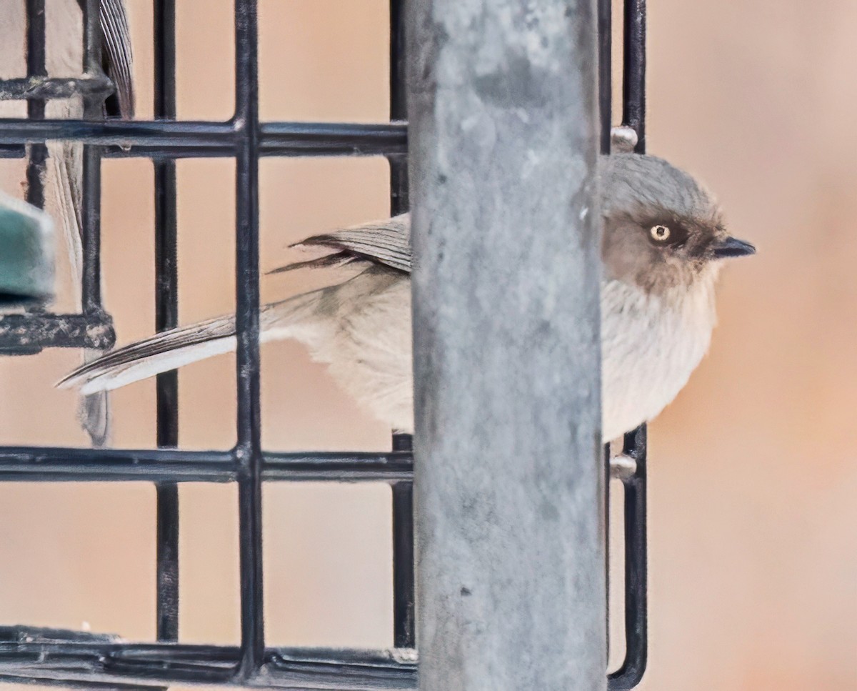 Buztanluze amerikarra - ML646416798