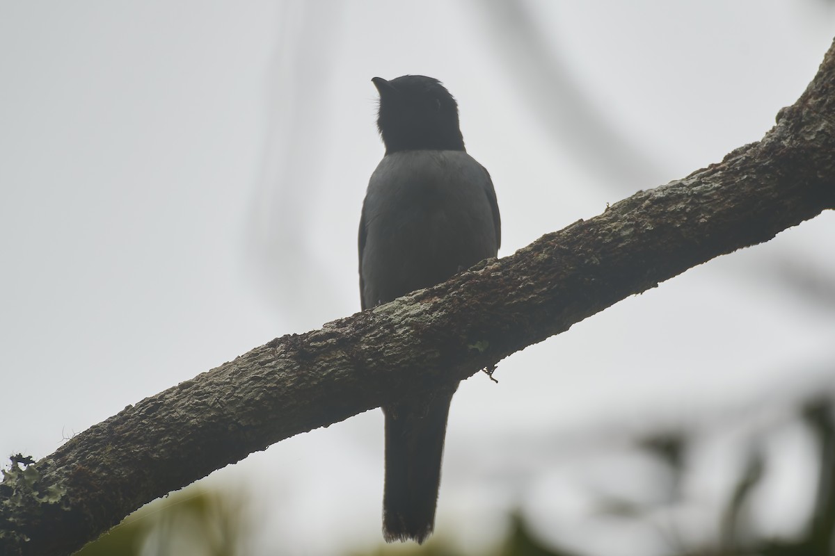 Madagascar Cuckooshrike - ML646416803