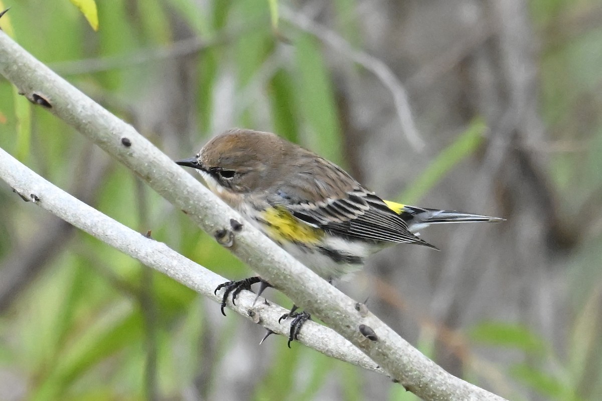 Yellow-rumped Warbler - ML646416806