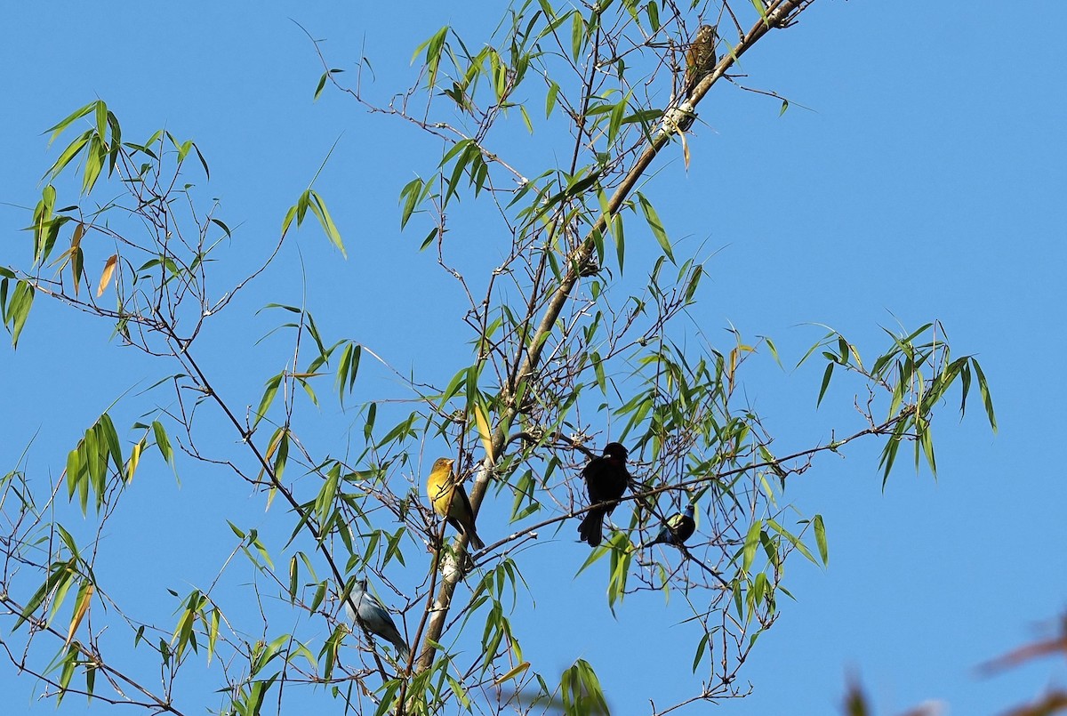 Scarlet Tanager - ML646416808