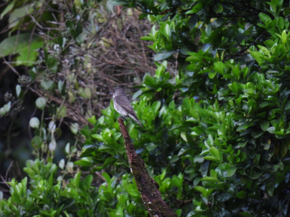 pewee sp. (Contopus sp.) - ML646416809