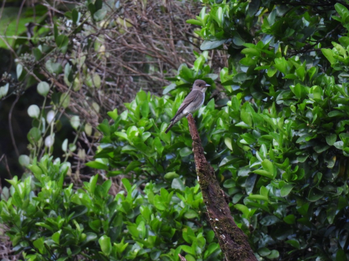 pewee sp. (Contopus sp.) - ML646416810