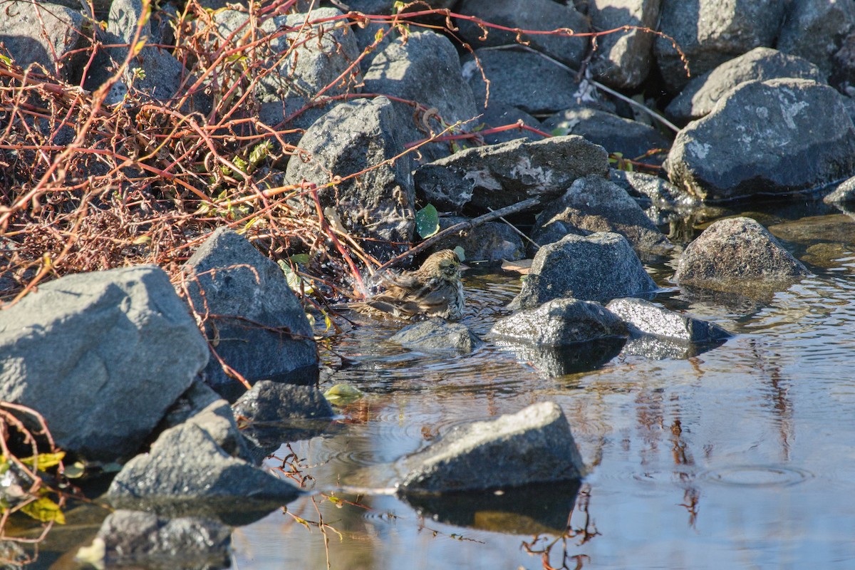 Savannah Sparrow - ML646416811