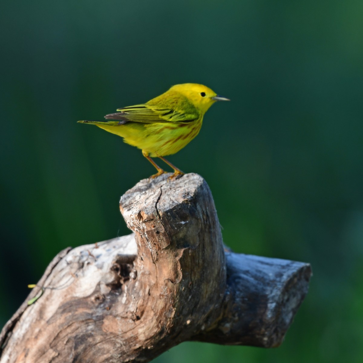Northern Yellow Warbler - ML646416812