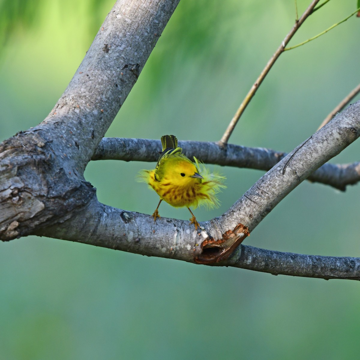 Northern Yellow Warbler - ML646416813
