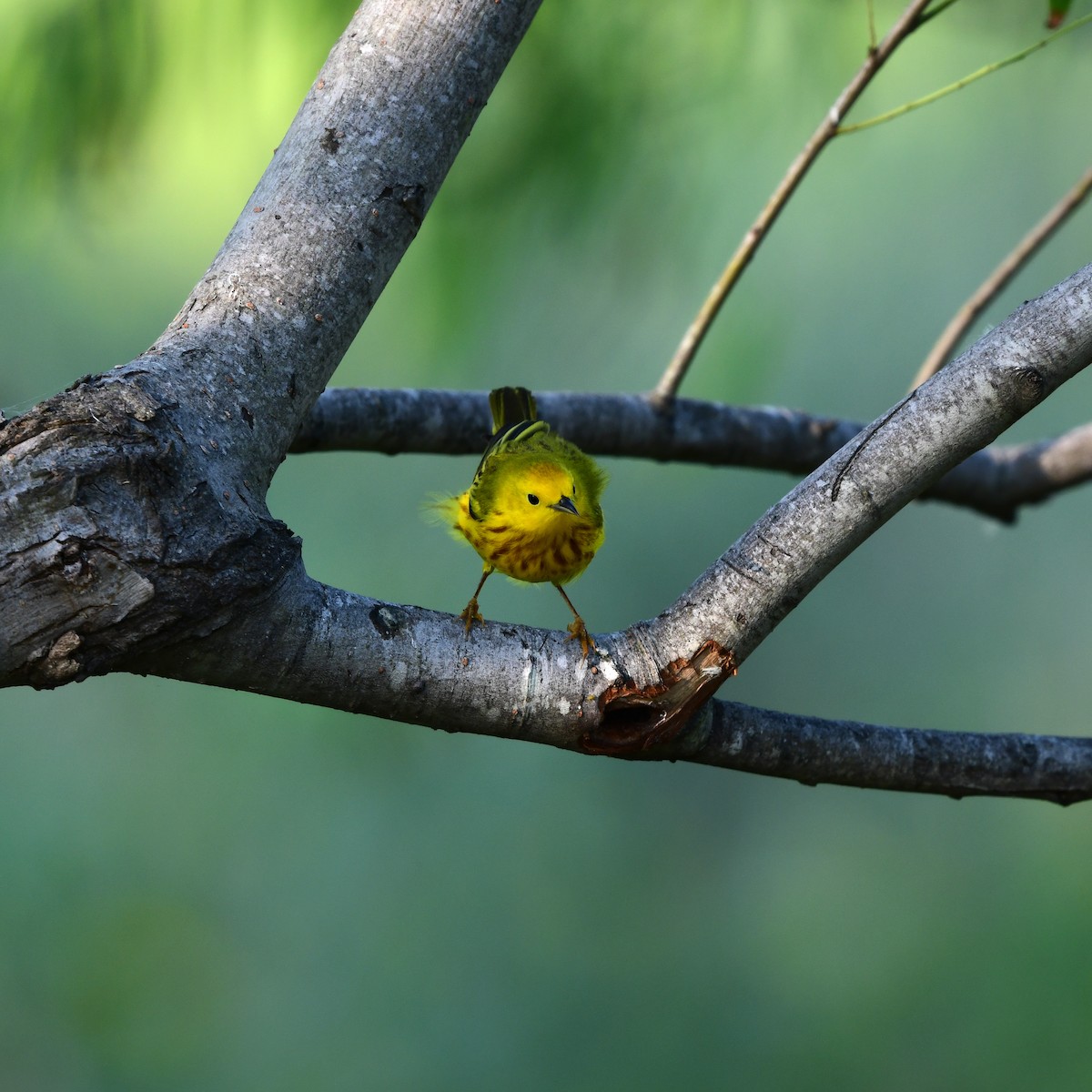 Northern Yellow Warbler - ML646416814